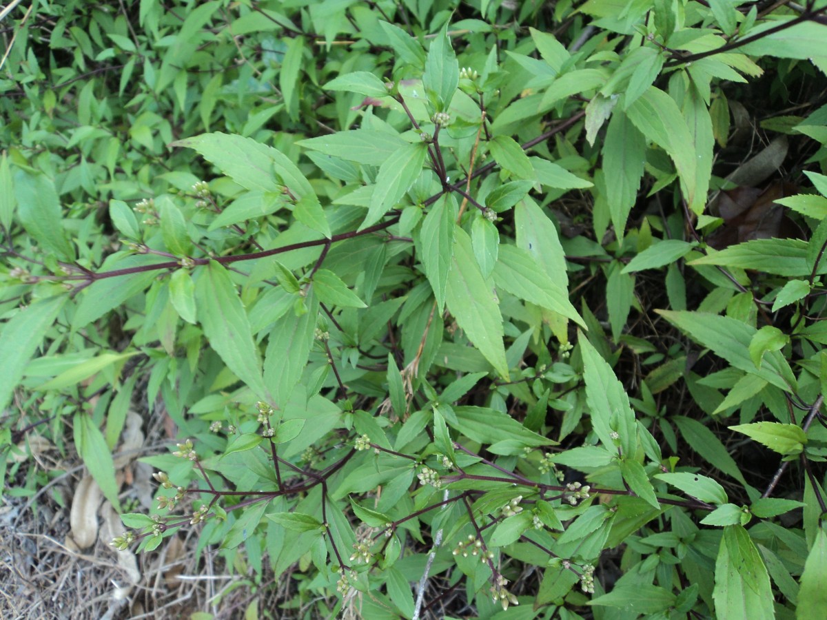 Ageratina riparia (Regel) R.M.King & H.Rob.